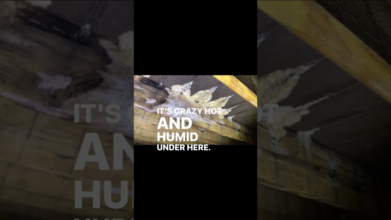 Mold & Fungus growing under a deck!
