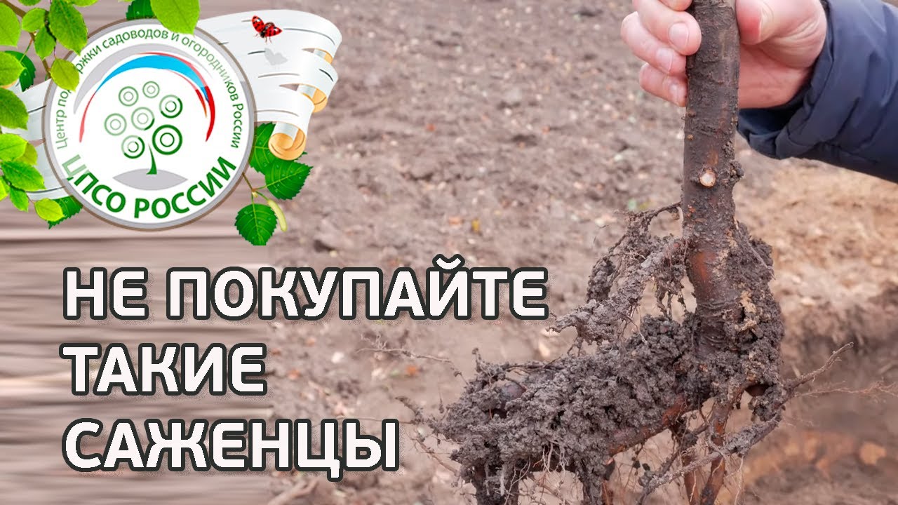 Никогда не покупайте такие саженцы. Как выбрать саженцы плодовых деревьев.