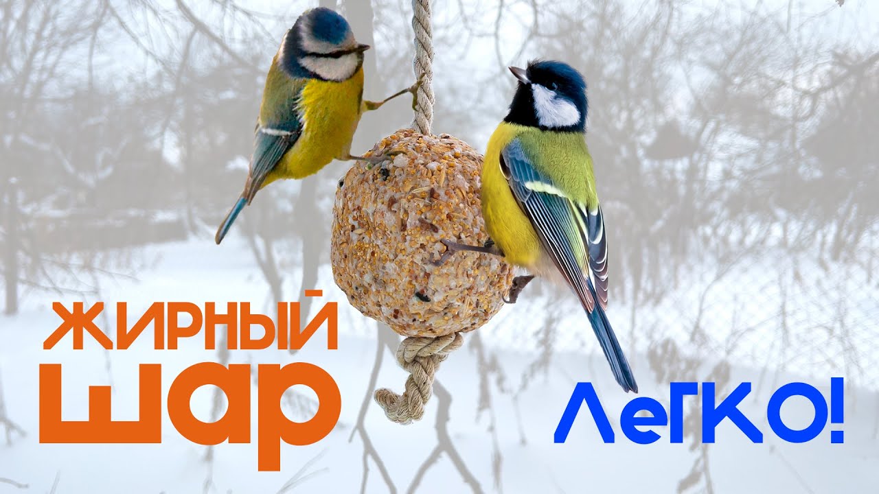 Лакомство для птиц своими руками. Жирный шар. Fat ball. Feeding birds in winter. #кормушкадляптиц