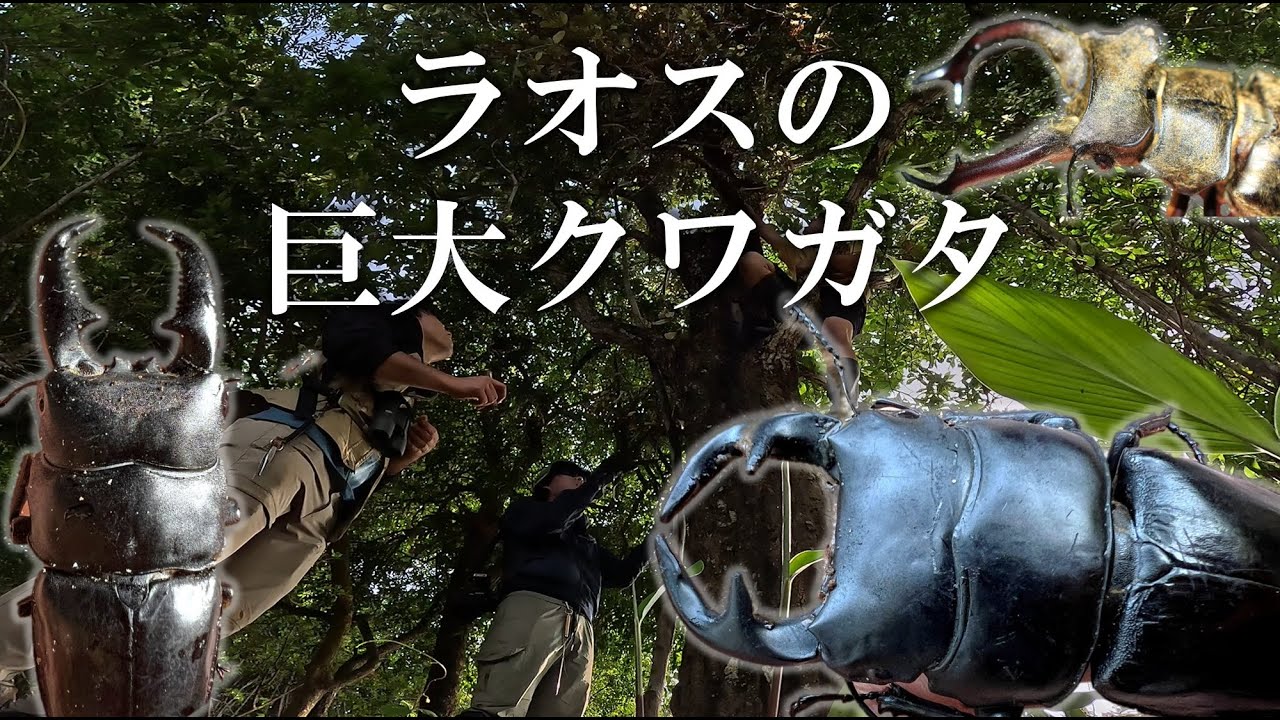 ラオスの昆虫調査②～ラオスの巨大クワガタを探せ!～