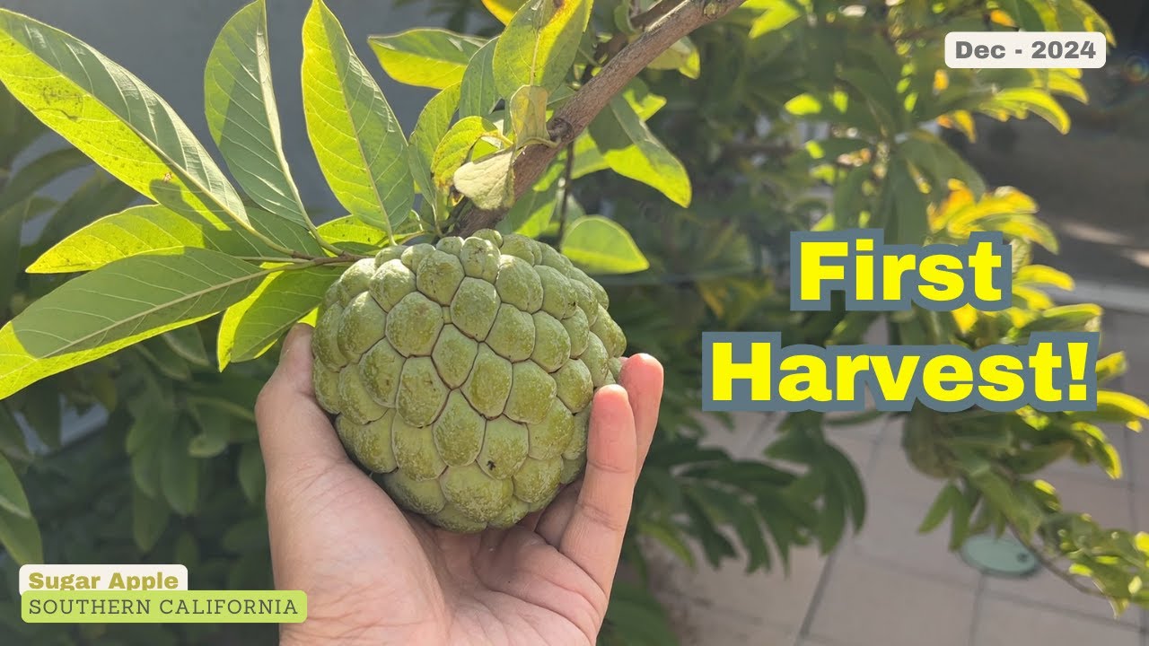 Sugar Apple - First Harvest - Dec 2024