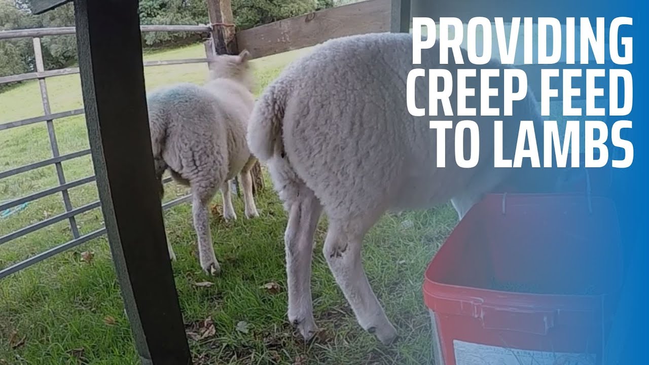 Providing Creep Feed to Lambs