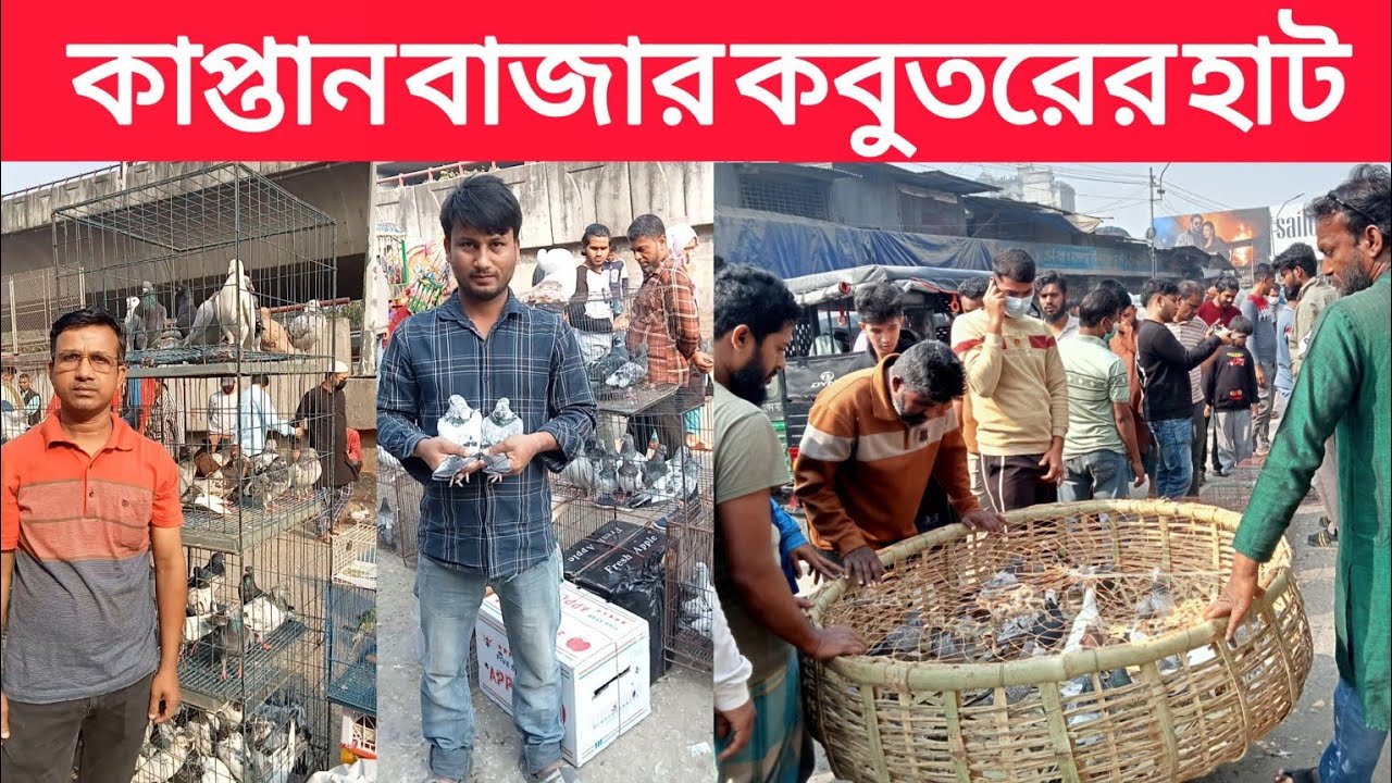 ২৩/০১/২০২৬,কাপ্তান বাজার কবুতর হাট। জমজমাট কবুতরের হাট।বাংলাদেশের সব থেকে বড় ঐতিহ্যবাহী কবুতর হাট 
