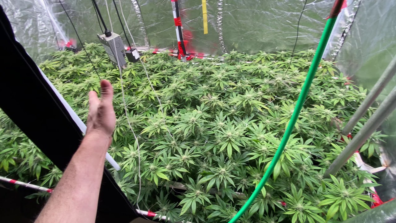 Sea of green(season 6 video 16)GROW TENT GURU