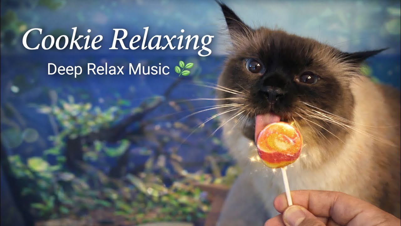 Relaxing Music 🎶 Sibirya Kedisi | Sessiz Güç, Derin Bağ ve Orman Ruhu