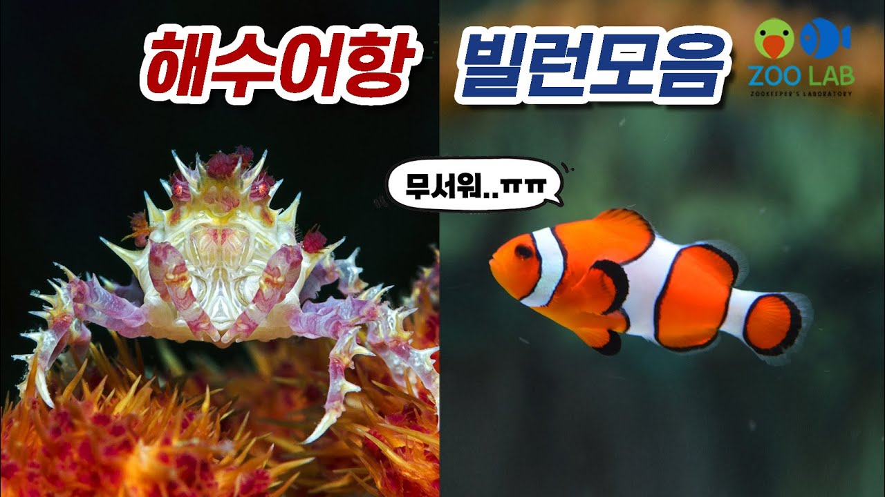 해수어항을 하다보면 만나는 빌런들과 퇴치방법! 해수어 키우기, 산호키우기 악성이끼 제거 디노, 브리옵시스, 버블알개, 버미티드스네일