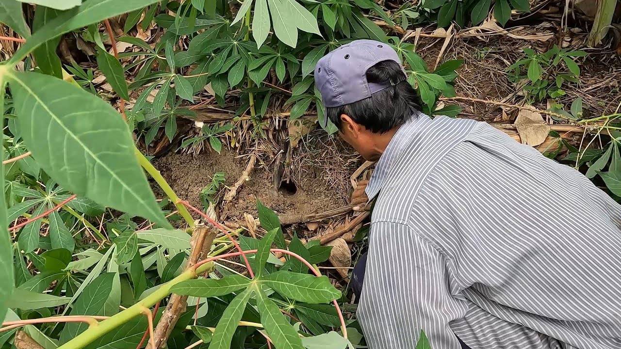Phát  Hiện Lỗ Dùi Cùng Lớp Da Lột Ở Miệng Hang Bắt Ngay 1 Cặp Rắn Lớn| Mười Thương Săn Bắt
