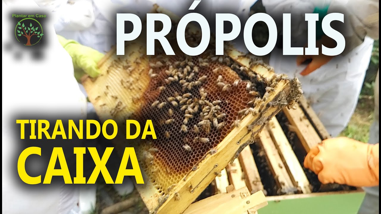 Própolis da Abelha na Apicultura como Retirar da Caixa