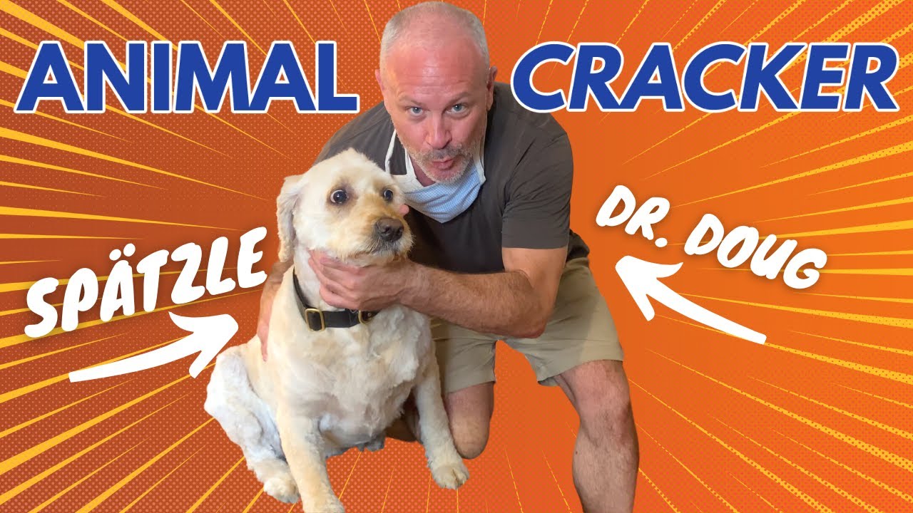 🐶 Spätzle the Austrian Golden Doodle gets her 1st CHIROPRACTIC ADJUSTMENT!