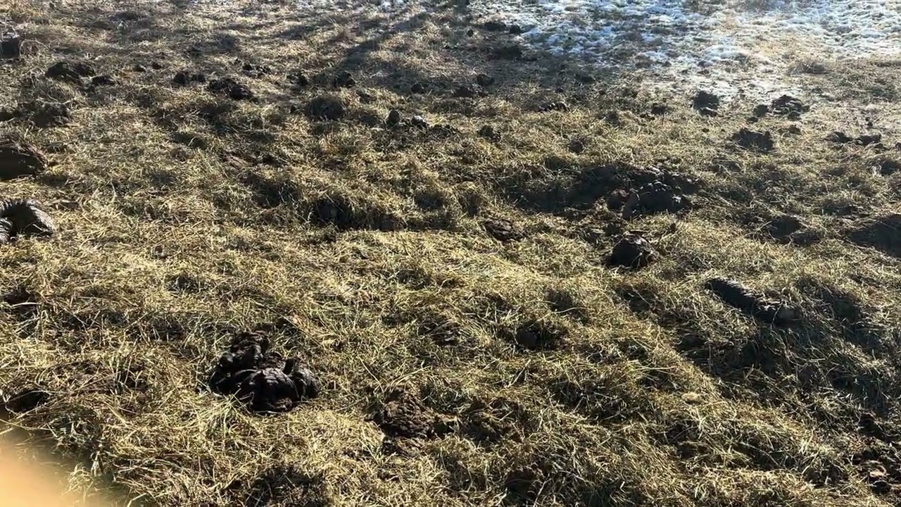 Leftover hay from bale grazing