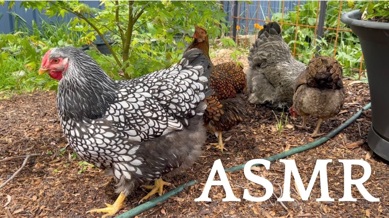 Happy chicken sounds & backyard birdsong Australia ASMR