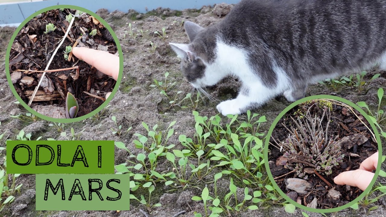 Odla i MARS - nu börjar både tulpaner och perenner att visa sig och jag omplanterar fönstertomaterna