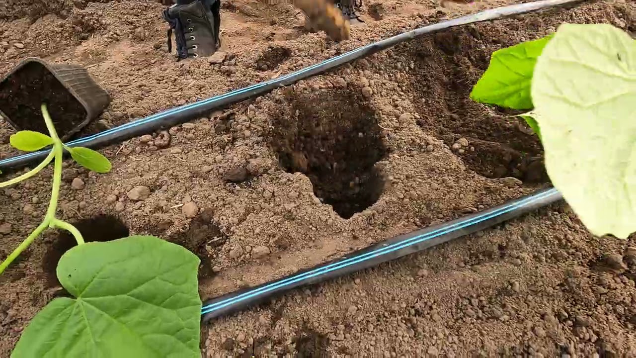19.03.2021г. Высаживаем рассаду огурца в теплицу