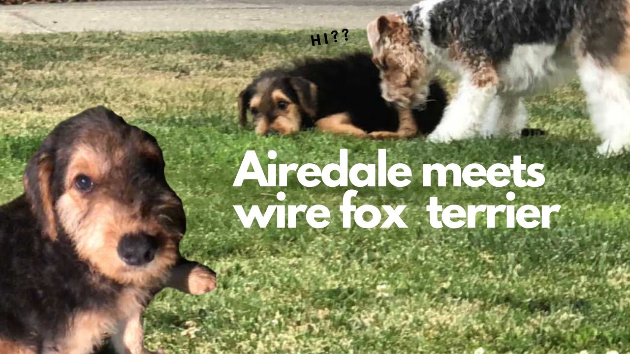 KINGvlog01 | New puppy, my airedale meets wire fox terrier | エアデールテリア