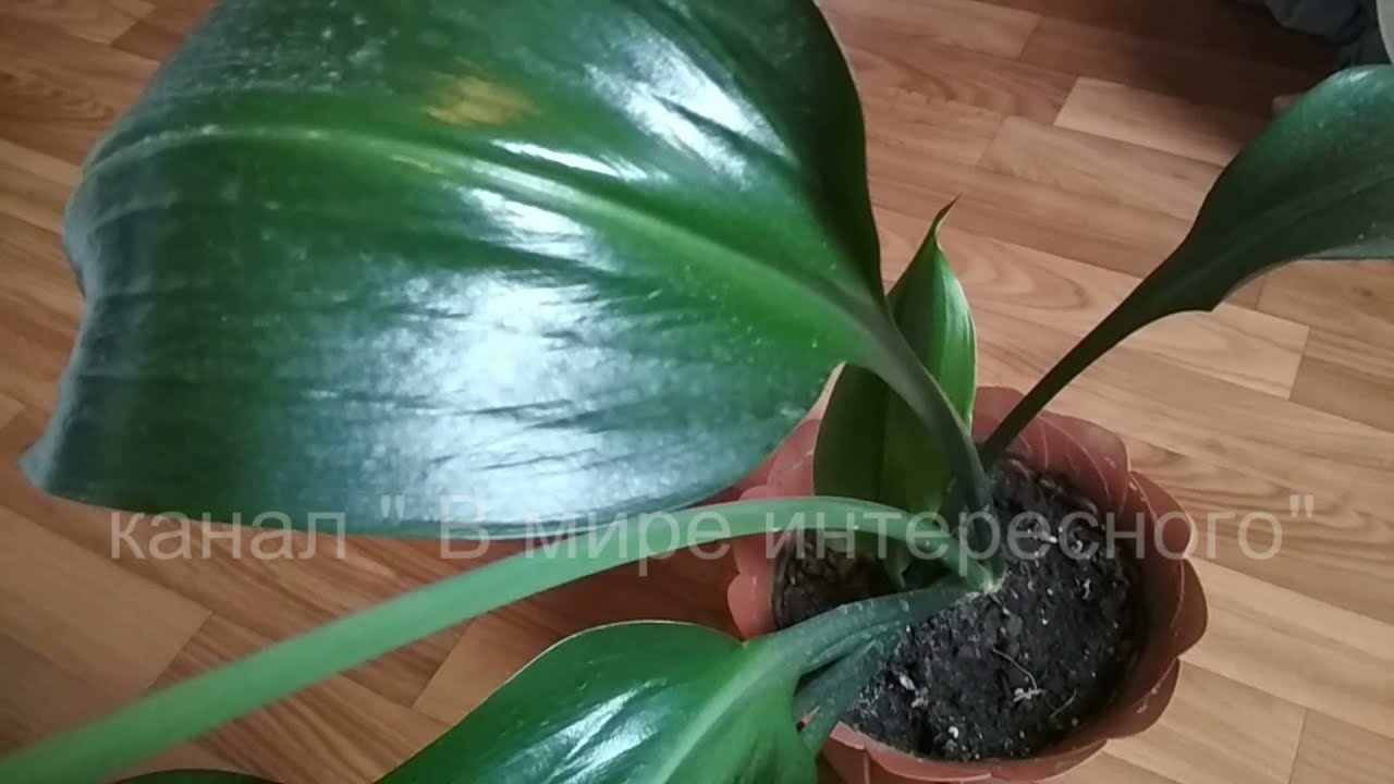 Эухарис или амазонская лилия-уход за растением перед цветением. //Eucharis or Amazonian lily//