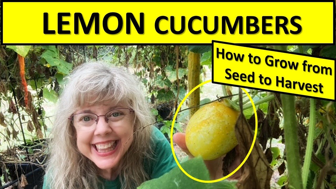Grow THIS Cucumber! Lemon Cucumbers from Seed to Harvest