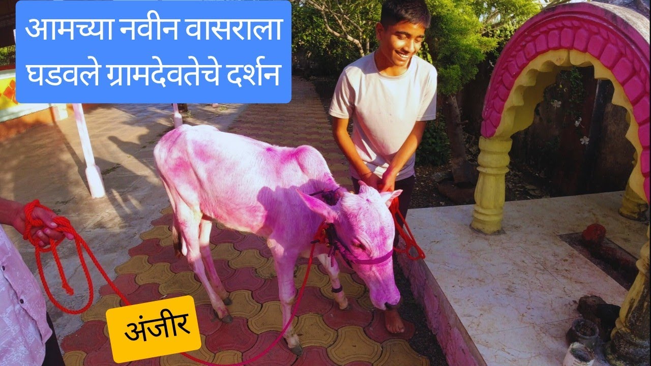 आपल्या नवीन वासराला घडवले ग्रामदेवतेचे दर्शन | सातारा |