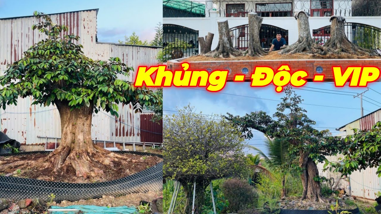 MR TÍN | #0799777775 | KHỦNG VIP SƯU TẦM ĐỘC ĐẸP VÚ SỮA XƯA MIỀN TÂY & CÀ NA KHỦNG.