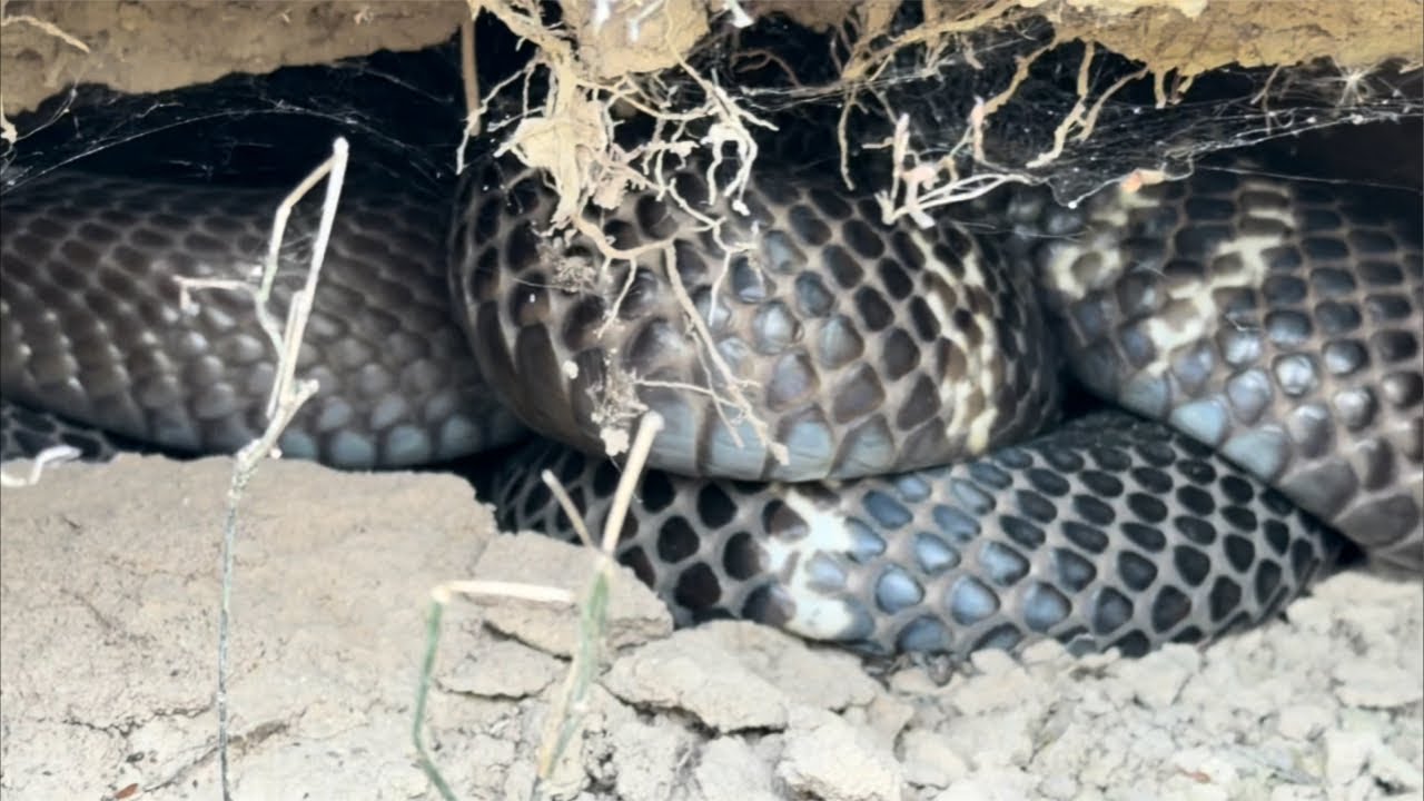 Săn Rắn Đêm Cùng Săn Bắt Ẩm Thực Vùng Cao P2