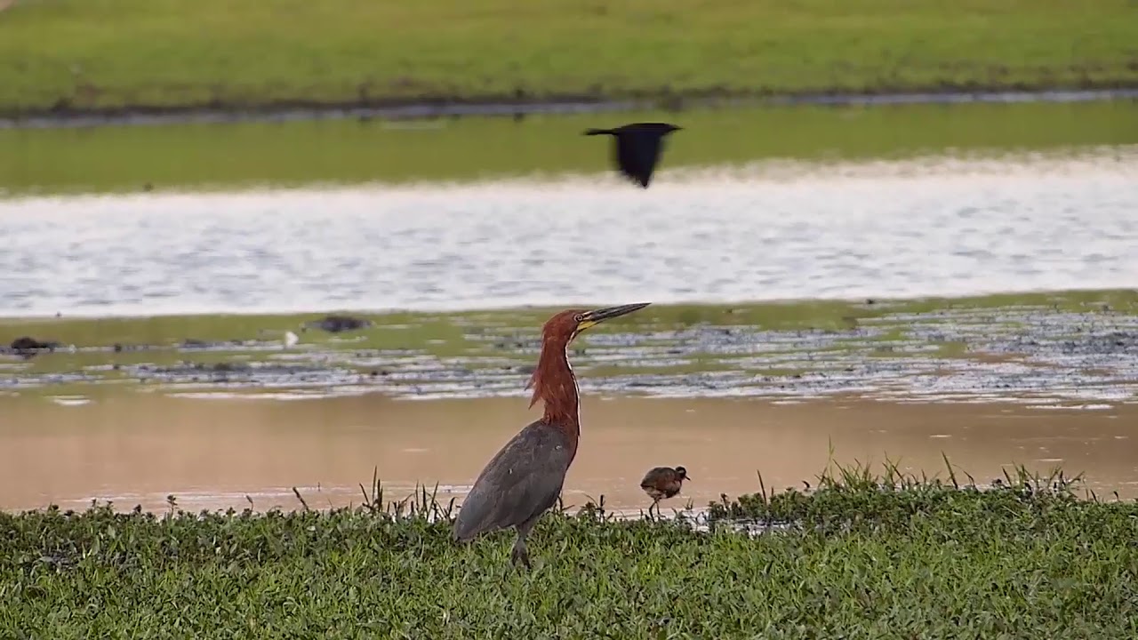 PAJARO VACO