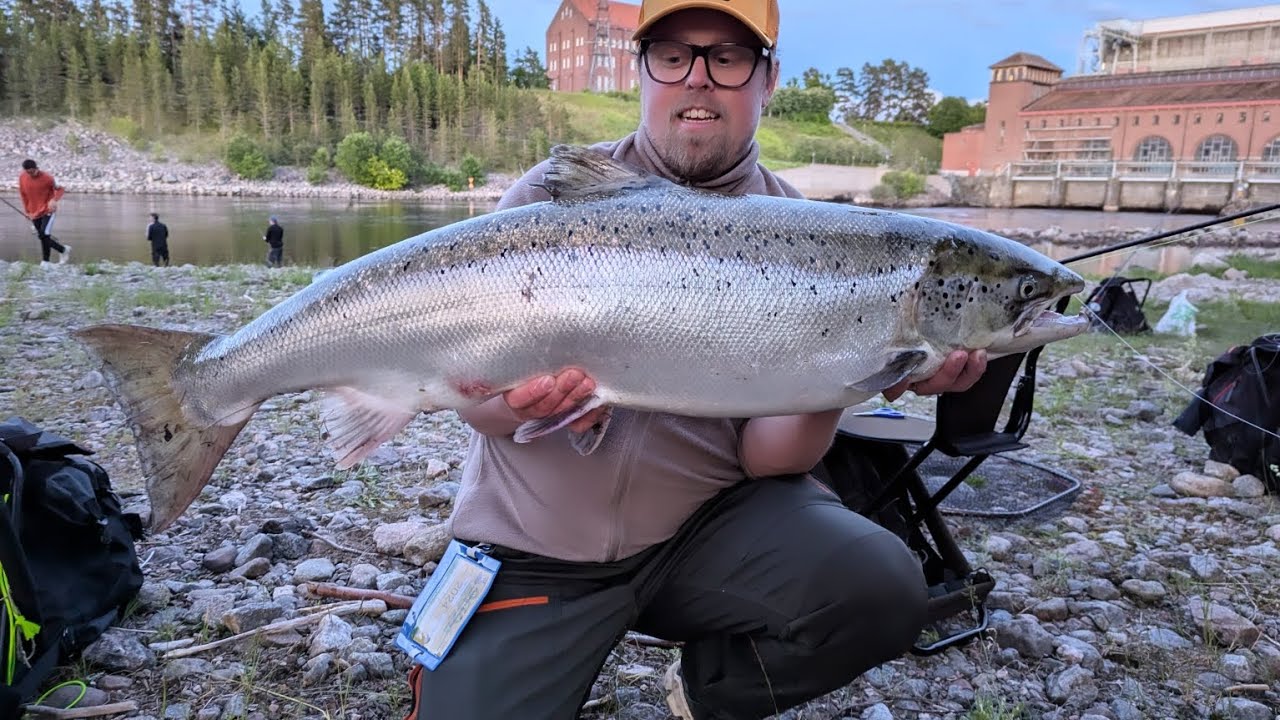 Älvkarleby | Laxmackan Himself drillar lax i Årvara 19/6 -24