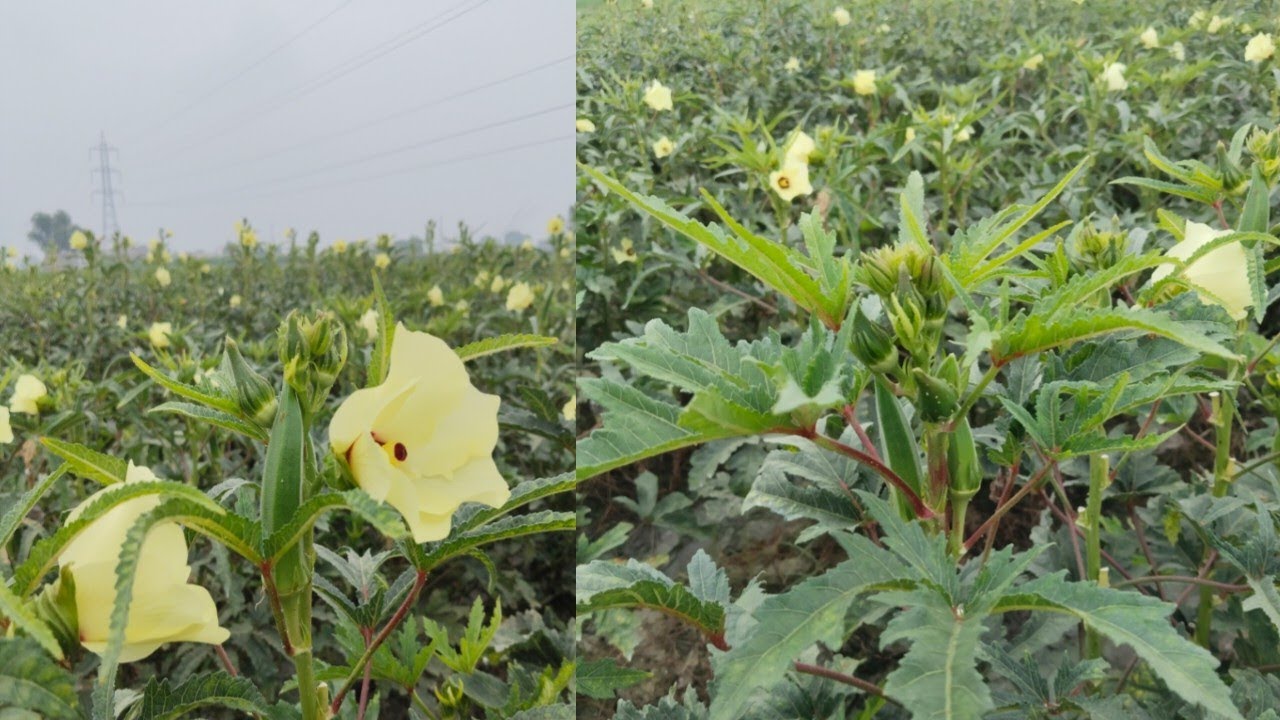 ਭਿੰਡੀ ਦਾ ਝਾੜ ਲੈਣ ਲਈ ਬੈਸਟ ਦਵਾਈਆਂ,Rangi Farm