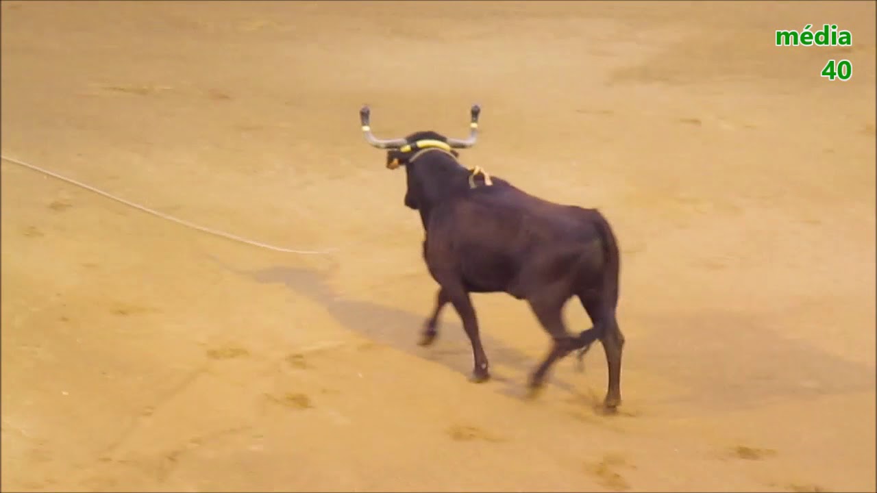 Course Landaise des Fêtes de la St Jean 2016 (inédit)