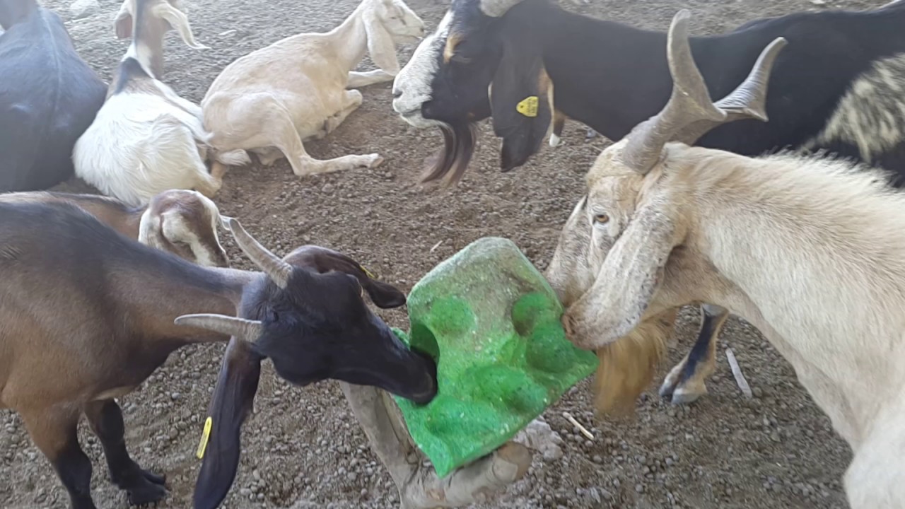 Cabras lamiendo minerales