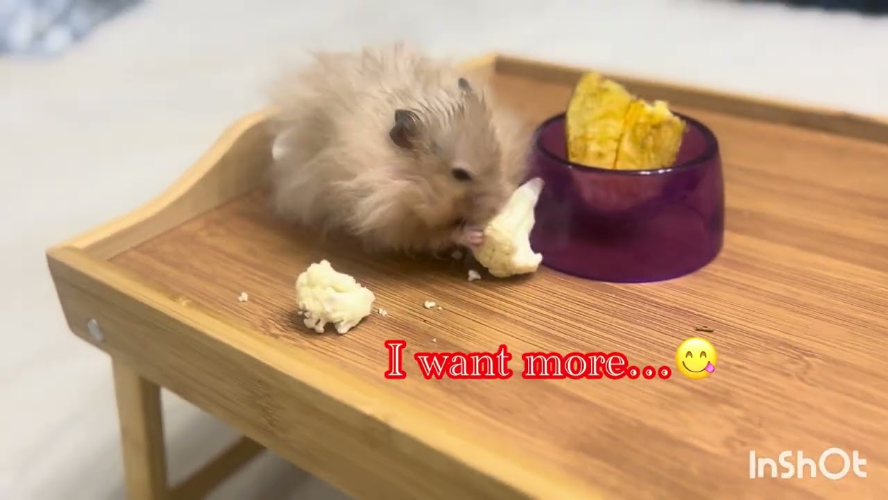 I’m Schumy and This is My Hamster Life 🐹❤️