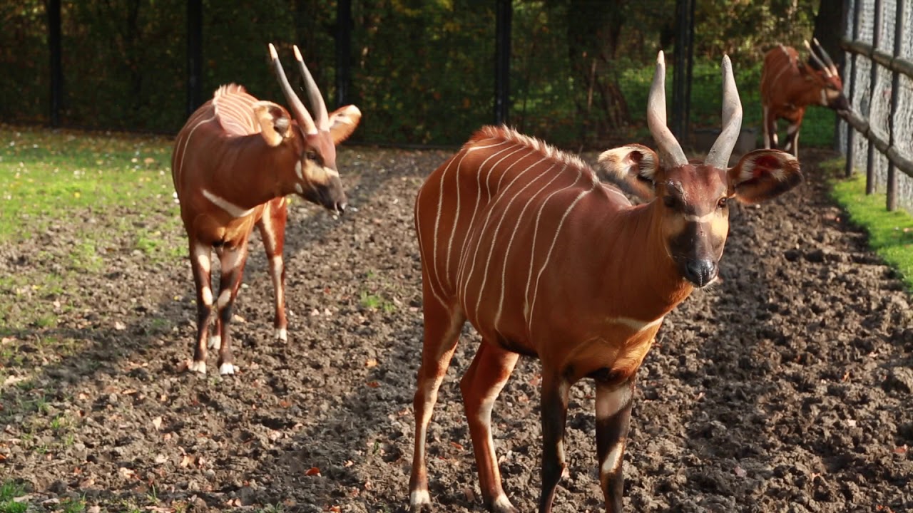 ZOObacz co w Warszawskim ZOO - odc. 10 - Bongo