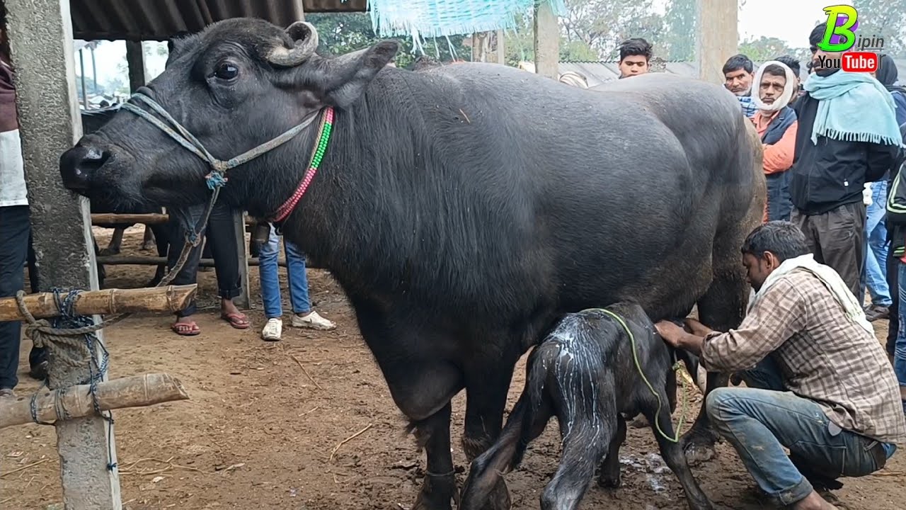 यहां महंगी महंगी भैंसे सस्ते दाम में मिल रही है | Dildarnagar Pashu Mandi | Bipin Singh | Bhains