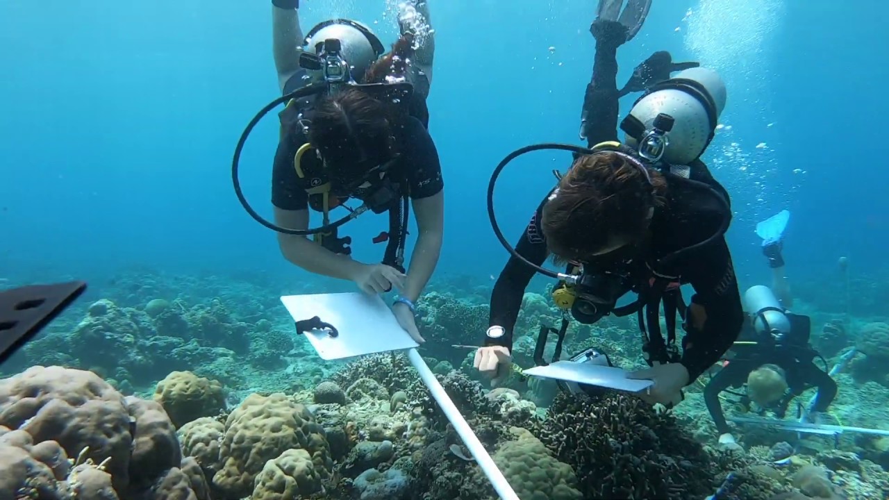 Coral Diseases and Compromised Health Monitoring
