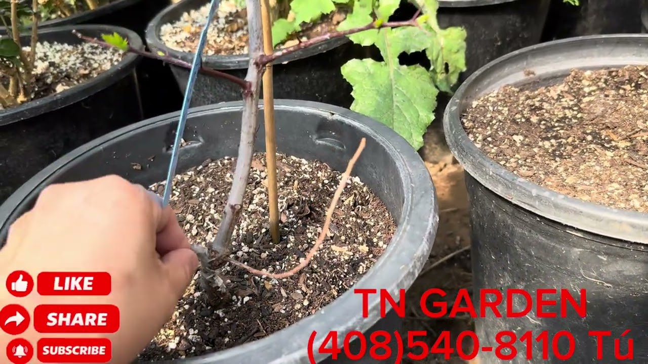Táo GA866 đã ra mầm non mời cả mua…táo hồ lô cùng các loại cây ăn trái ..phân đất em đã về đủ 