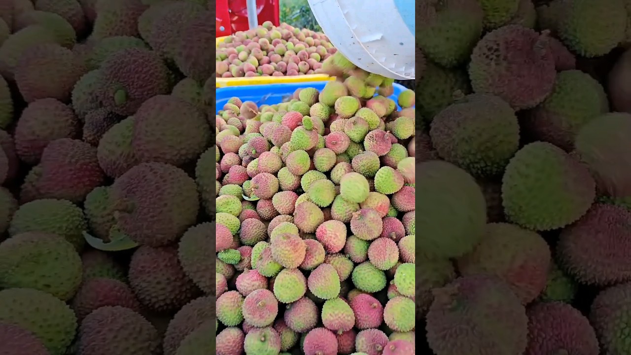 Fresh Lychees Harvest #satisfying #agriculture