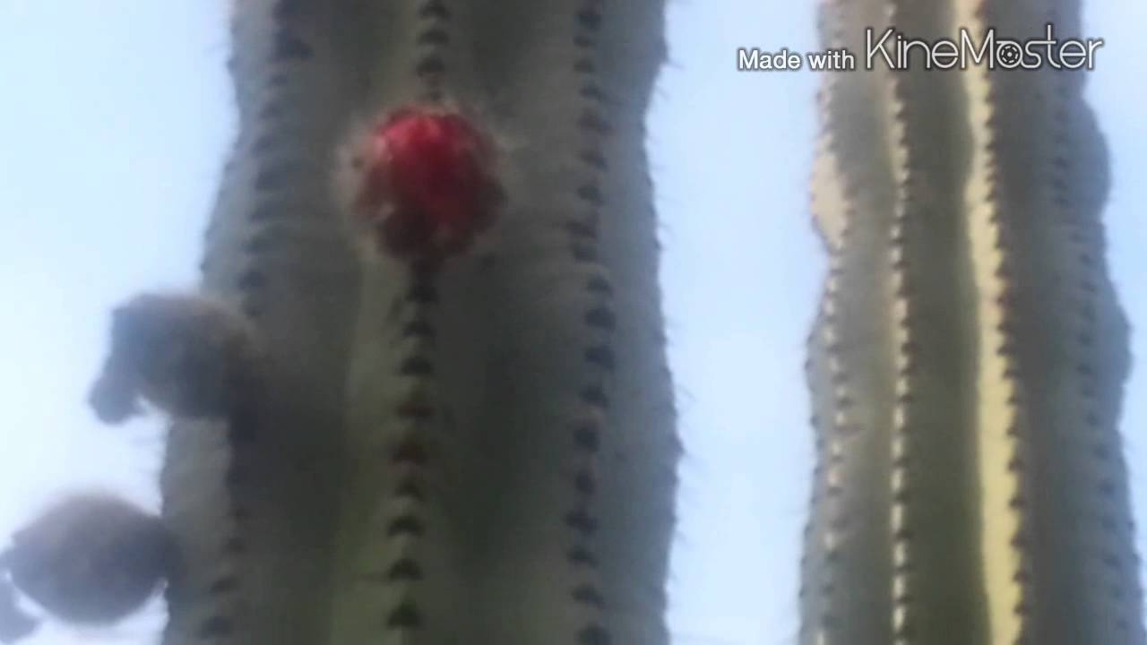 Frutos Silvestres de Guanajuato