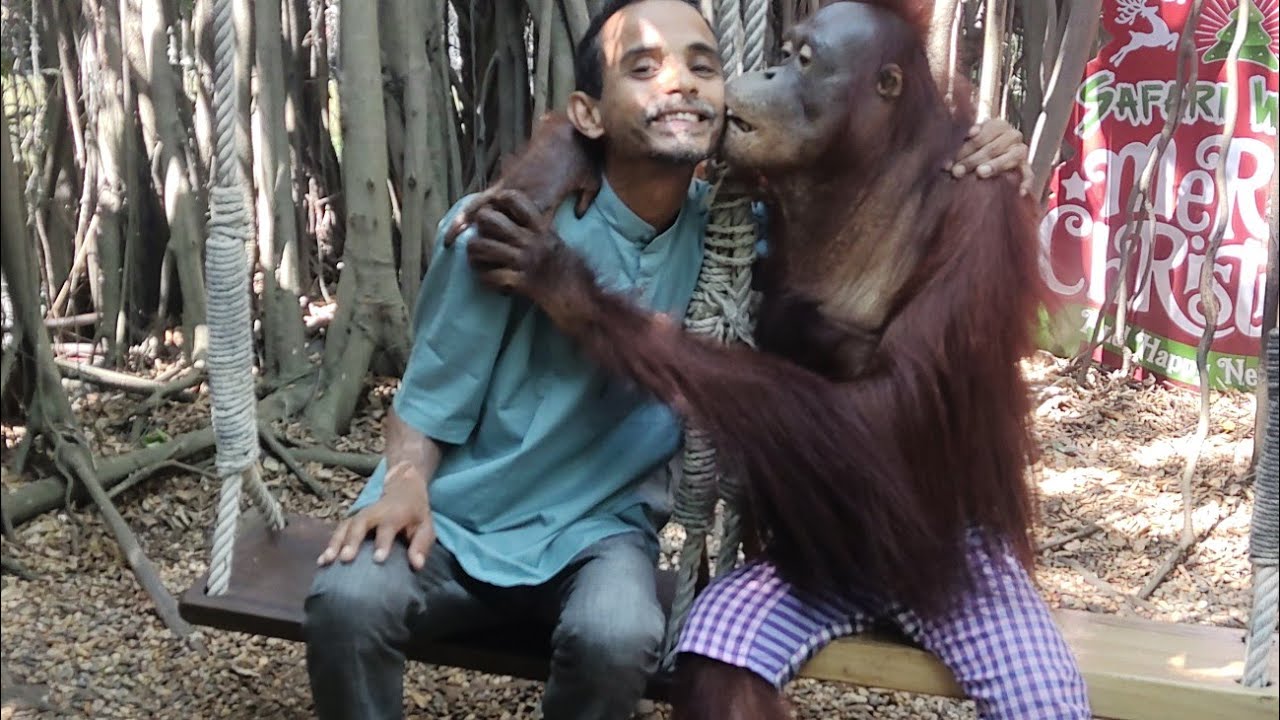 Met Orangutan 🇨🇷😍