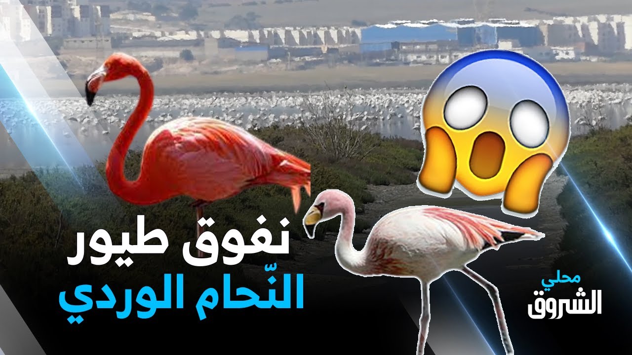 #وهران: كارثة إيكولوجية ببحيرة 