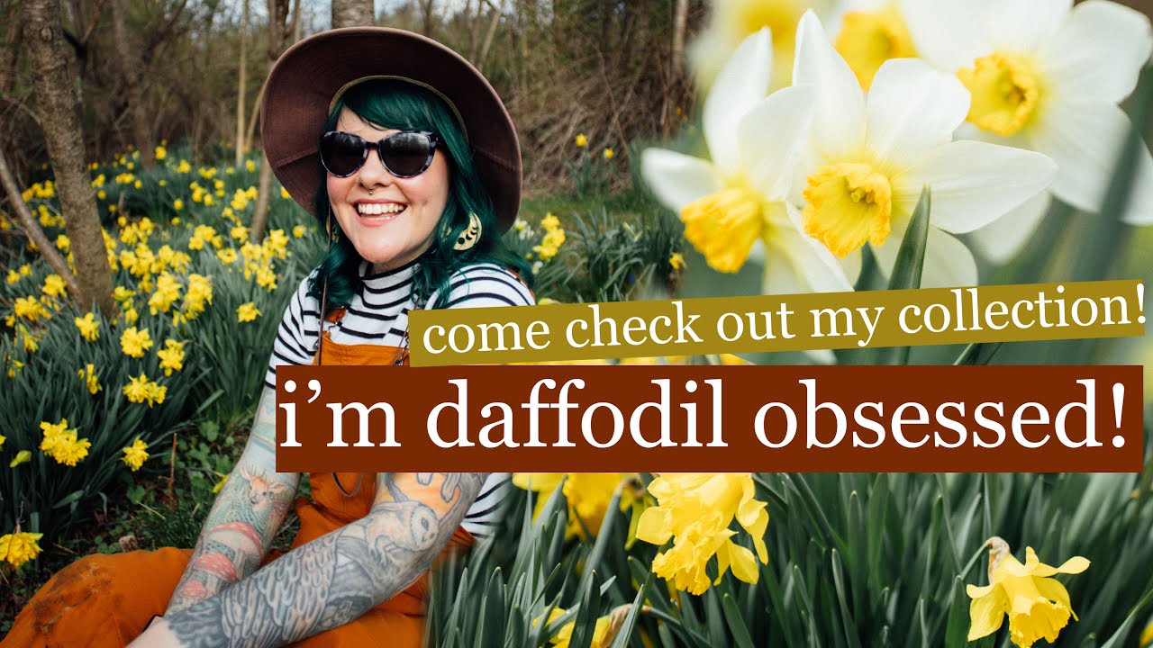 I might be obsessed... 2024 daffodil collection - stroup mansion!
