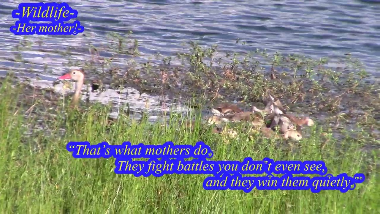 Wildlife story  #mother #love #life #wildlife #nature