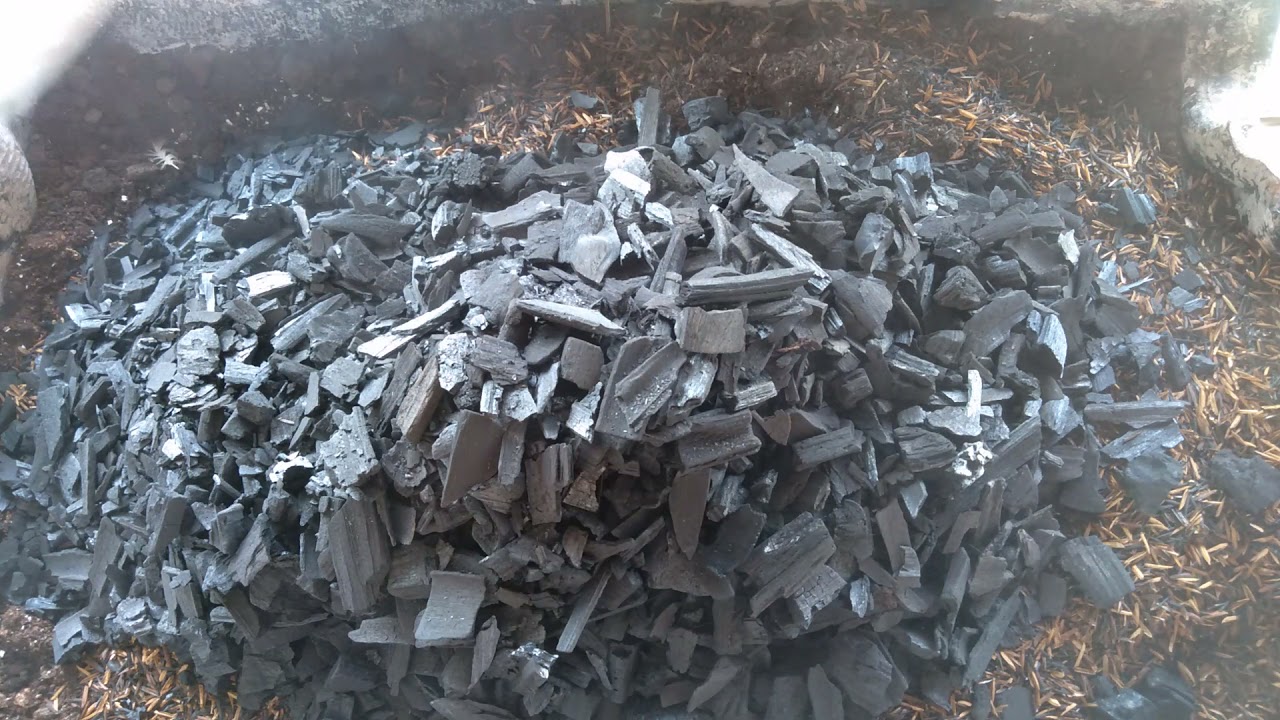 SUBSTRATO PARA SUCULENTAS QUE DÁ CERTO PRA MIM AQUI...#substratoparasuculentas #aduboorganico