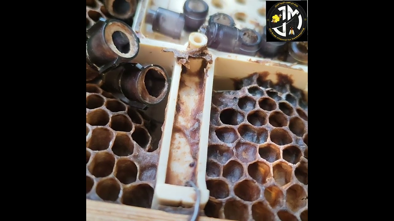 جهاز جنتر وسهولة العمل في انتاج الملكات