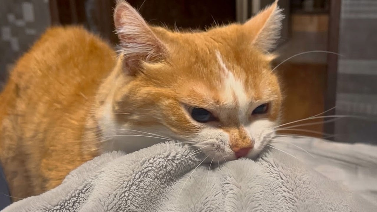 These Dramatic Cats Can&rsquo;t Be Explained! 🤣 Best of Funny Cat Videos