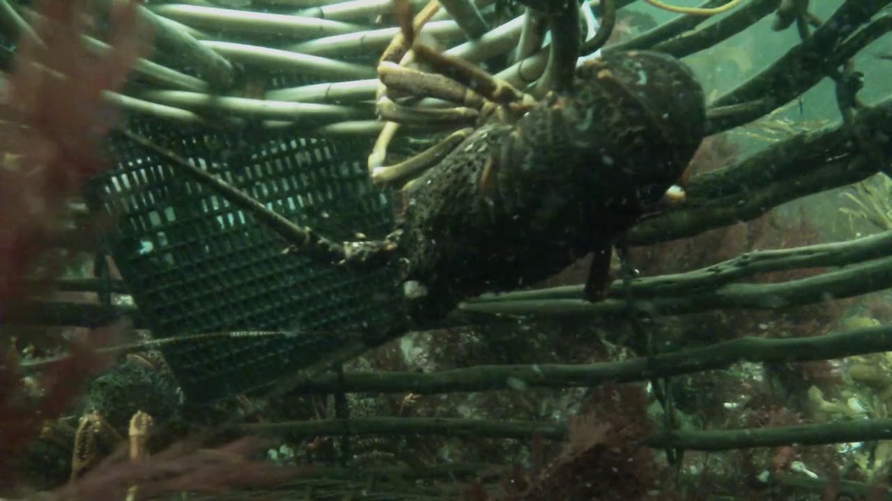 Crayfishing (Southern Rock Lobster), South West Tasmania. 2017