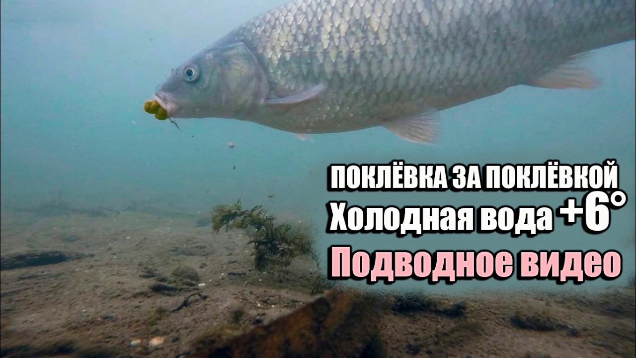 Поклёвка за Поклёвкой Подводное ВИДЕО Холодная вода +6°