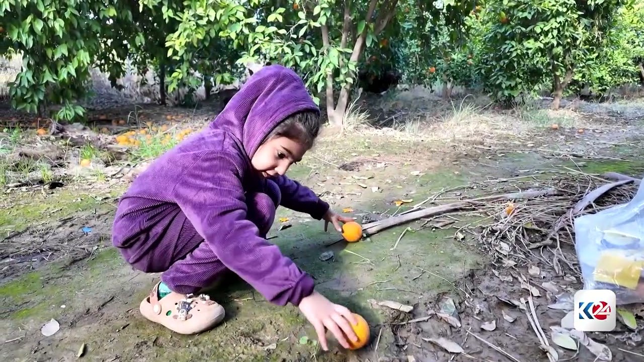 باخەوانێکی گەرمیان 50 ساڵە کار لە باخێکی پرتەقاڵ دەکات