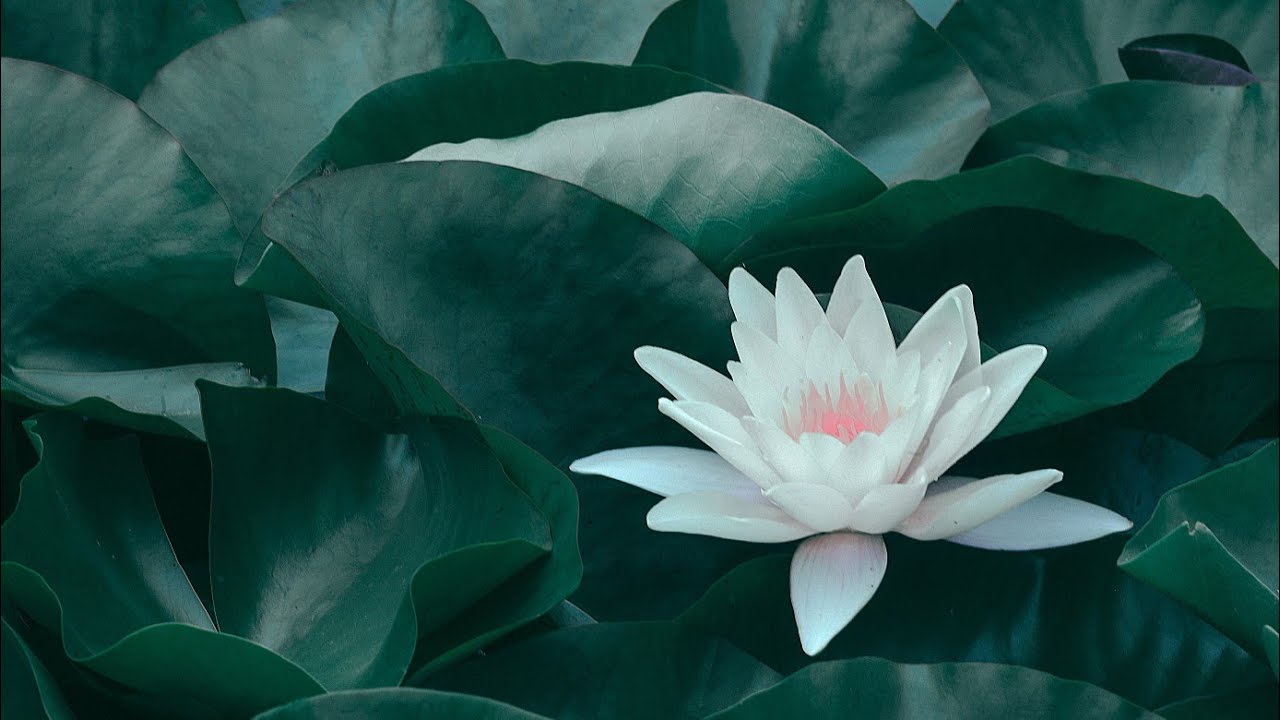 Medita&ccedil;&atilde;o para introspec&ccedil;&atilde;o profunda!