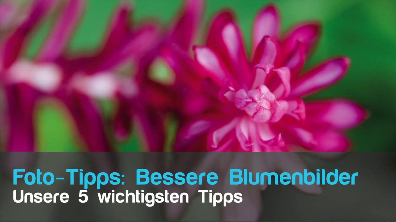 Bessere Blumenfotos 🌷 - unsere #5 wichtigsten Tipps, um Blumen zu fotografieren