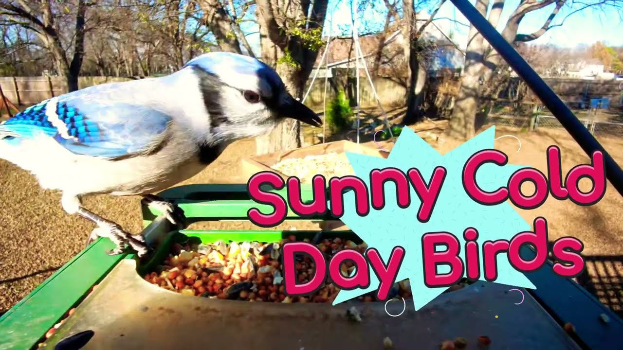 Sunny, Cold Day Birds #asmr #birds #birdsong #birdcam #wildlife 
