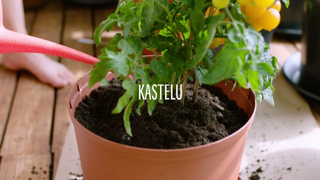 Kasvata tomaatteja parvekeella