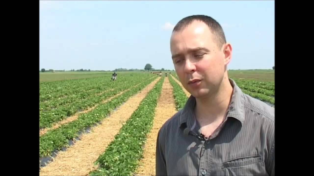 V deo - Škola proizvodnje jagode - Prezimljavanje zasada